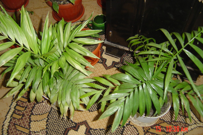 palmier chamedoreea - flori de camera 2010