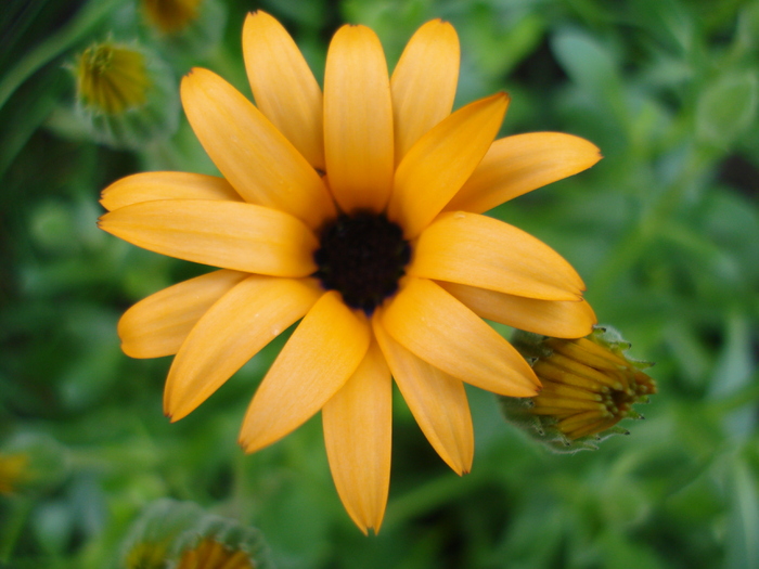 Daisy Orange Dream (2010, April 16)