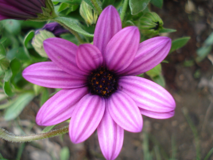 African Daisy Astra Violet (2010, Apr.15)