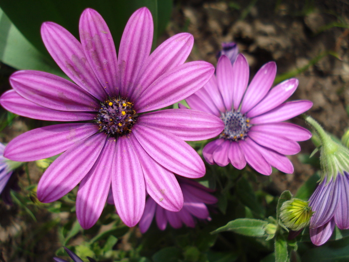 African Daisy Astra Violet (2010, Apr.16)