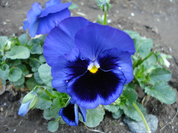 Swiss Giant Blue Pansy (2009, May 06)
