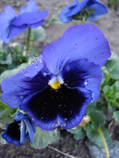 Swiss Giant Blue Pansy (2009, May 06)