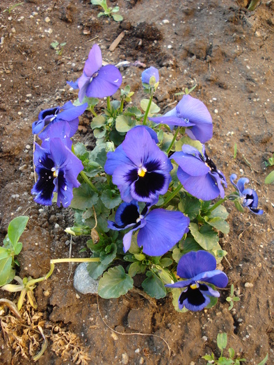 Swiss Giant Blue Pansy (2009, May 09)