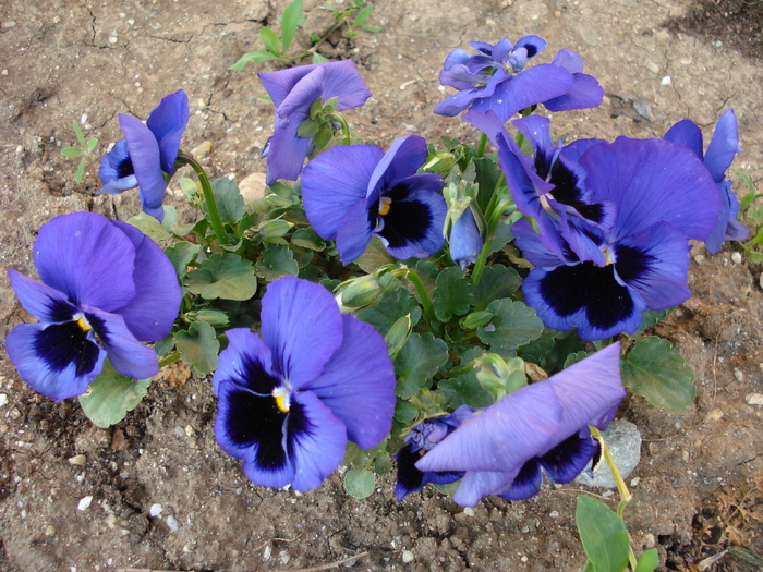Swiss Giant Blue Pansy (2009, May 10)