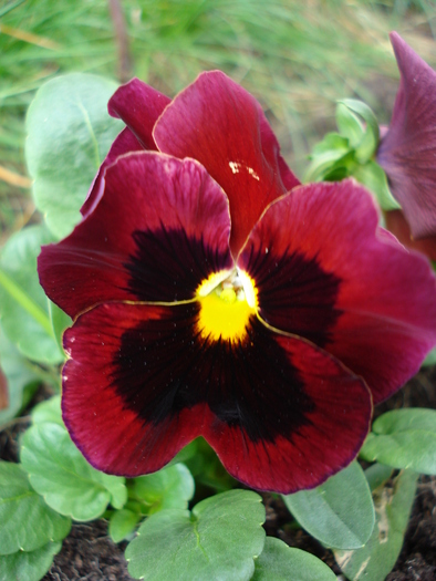 Swiss Giant Red pansy, 25oct2009