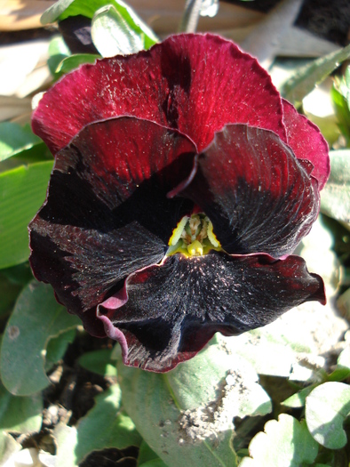 Swiss Giant Red pansy, 25mar2010