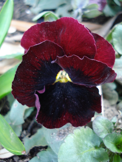 Swiss Giant Red pansy, 26mar2010
