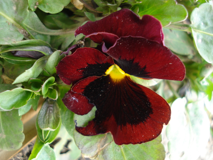 Swiss Giant Red pansy, 27mar2010