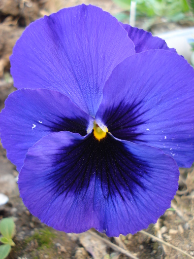 Swiss Giant Blue Pansy (2010, April 13) - Swiss Giant Blue Pansy
