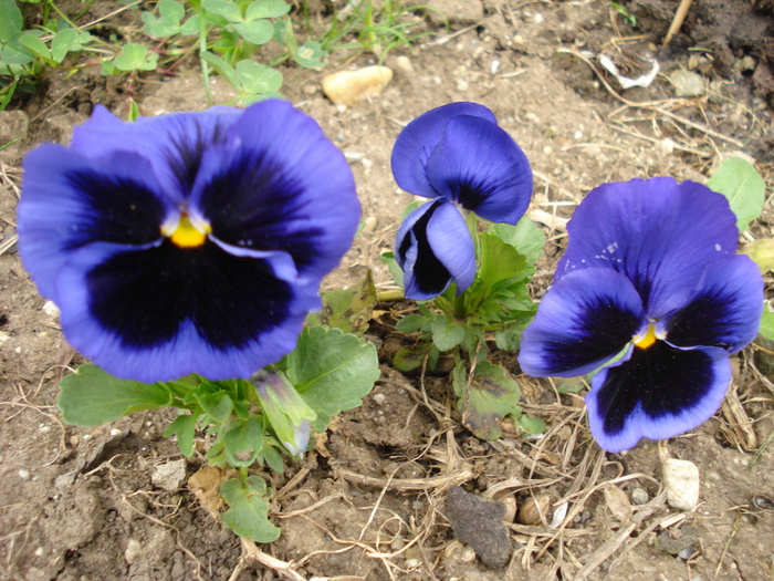 Swiss Giant Blue Pansy (2010, April 17) - Swiss Giant Blue Pansy