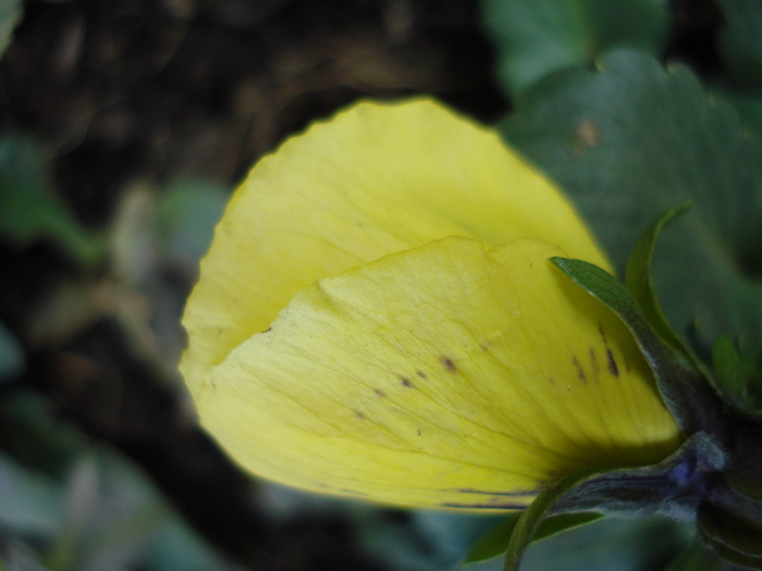 Swiss Giant Yellow Pansy (2010, Mar.24)