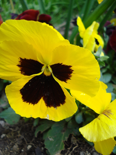 Swiss Giant Yellow Pansy (2010, Apr.10)