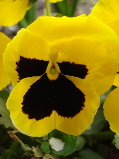 Swiss Giant Yellow Pansy (2010, Apr.13)