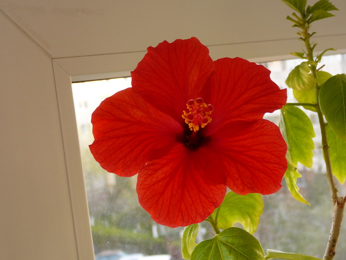 hibiscus - Florile mele