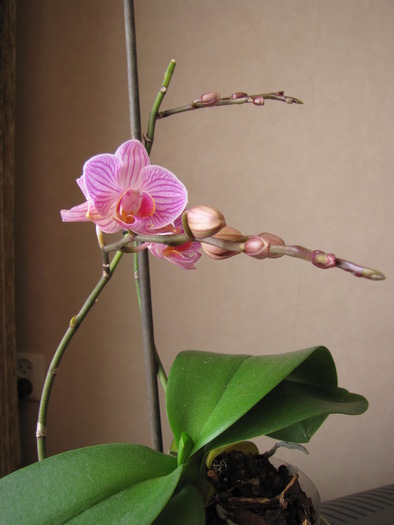 Orhidee 20 apr 2010