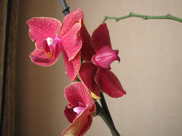 Orhidee - flori pe keiki 20 apr 2010 (2)