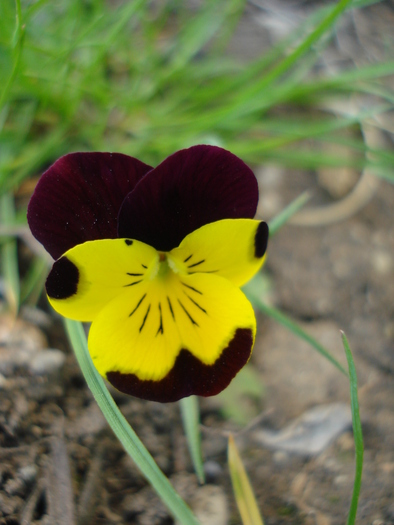 Penny Yellow Jump Up pansy 13apr