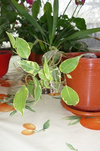 Ficus benjamin de la Dna Merticariu (clematita) in 15 aprilie