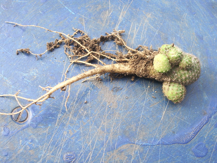 Rebutia perplexa