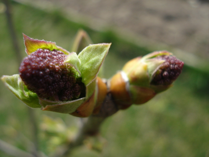 Lilac Ruhm von Horstenstein (`10,Mar.27)