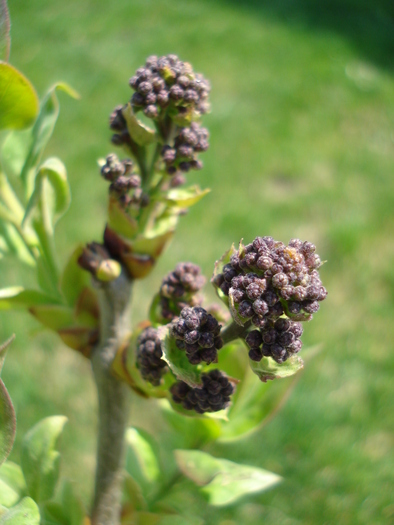 Lilac Ruhm von Horstenstein (`10,Apr.08)