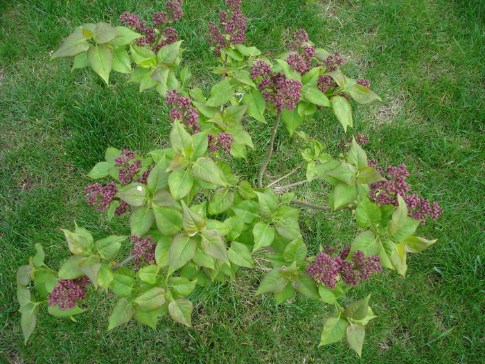 Lilac Ruhm von Horstenstein (`10,Apr.18)