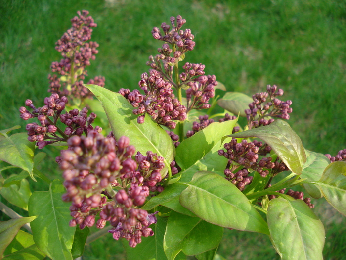 Lilac Ruhm von Horstenstein (`10,Apr.18)