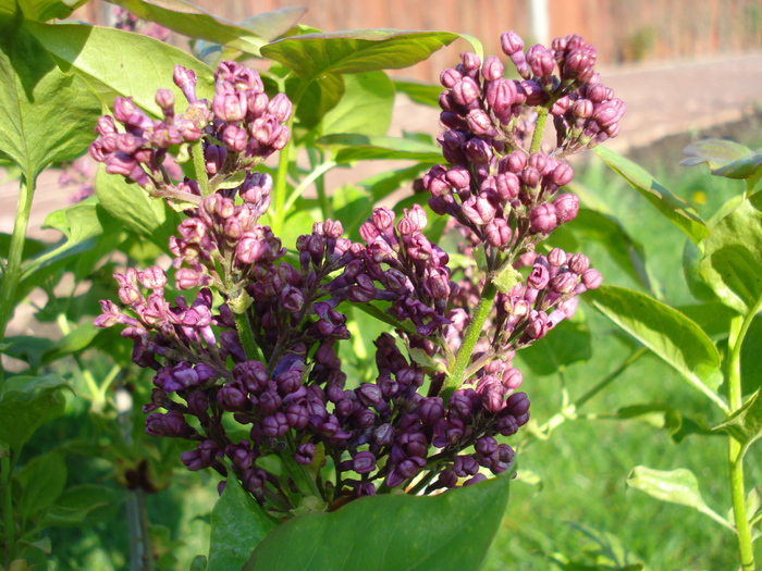 Lilac Ruhm von Horstenstein (`10,Apr.21)