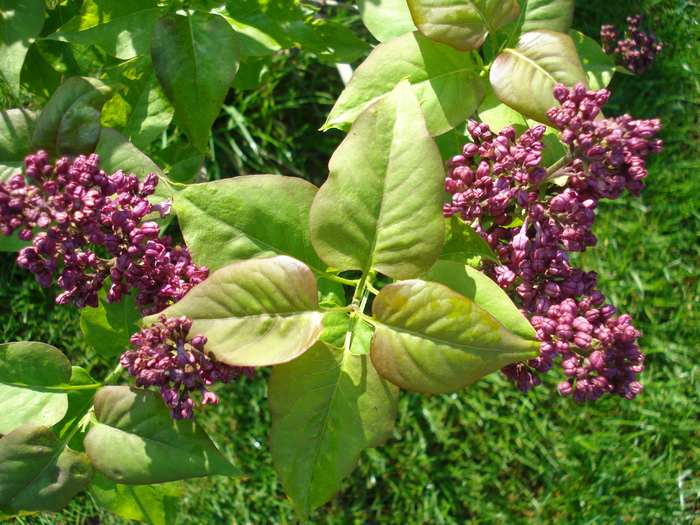 Lilac Ruhm von Horstenstein (`10,Apr.21) - Ruhm von Horstenstein