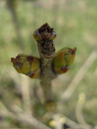 Syringa vulgaris_Lilac (2010, March 02)