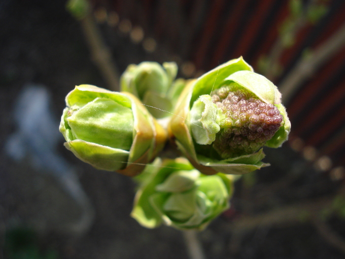 Syringa vulgaris_Lilac (2010, March 27)