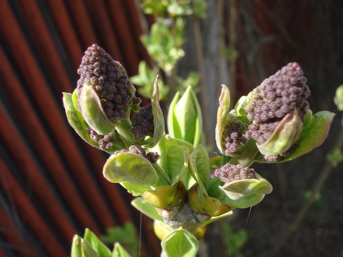 Syringa vulgaris_Lilac (2010, April 01)