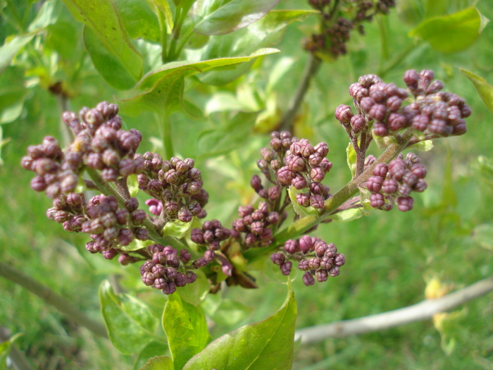 Syringa vulgaris_Lilac (2010, April 14) - Syringa vulgaris Lilac
