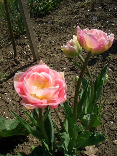 tulipa angelique3