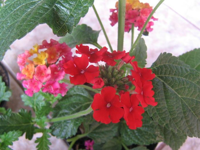 lantana & verbena