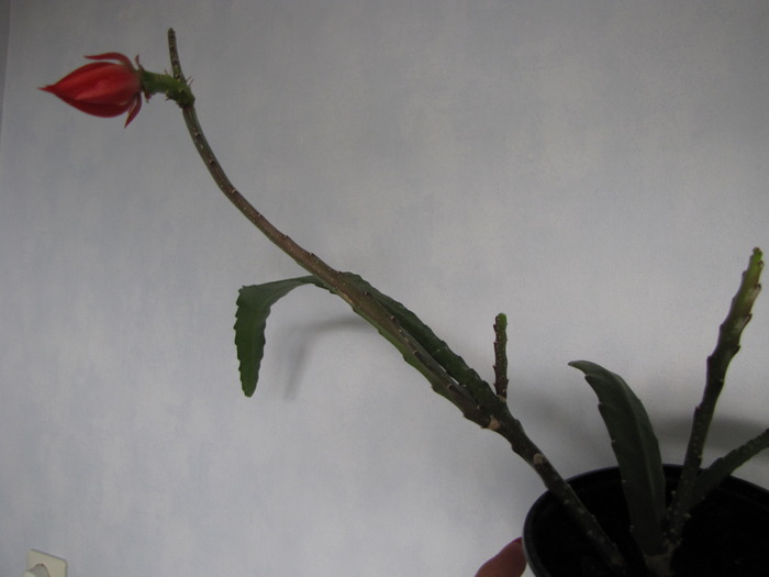 Cactus Epiphyllum - prima floare 21 apr 2010 (1) - diverse plante