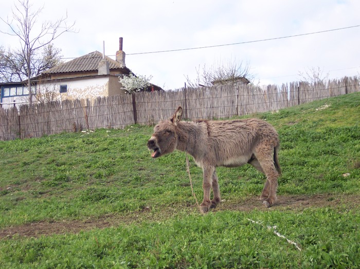 magar de somova