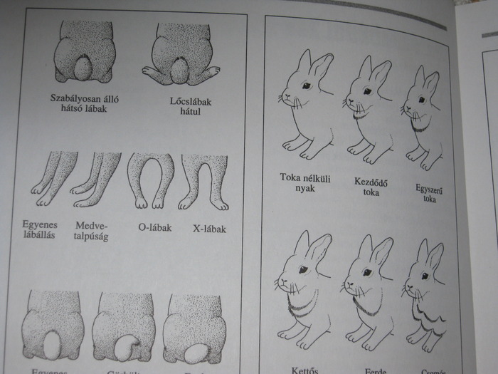 poze despre iepuri