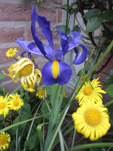 Iris hollandica Blue Magic& Doronicum 25 apr 2010 (2) - irisi