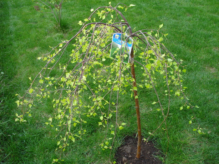 Betula pendula Youngii (2010, Apr.18)