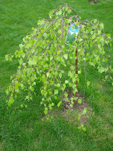 Betula pendula Youngii (2010, Apr.25)