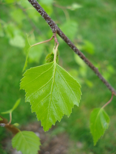 Young's Weeping Birch (2010, Apr.25) - Betula pendula Youngii
