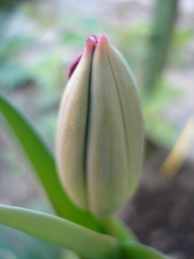 Tulip_Lalea (2010, April 18) - 04 Garden in April