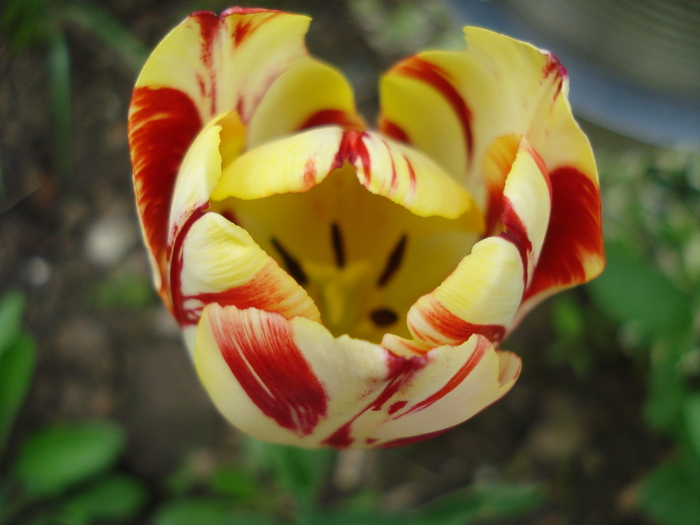 TBV Tulip_Lalea (2010, April 21) - 04 Garden in April