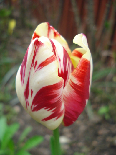 TBV Tulip_Lalea (2010, April 24) - 04 Garden in April