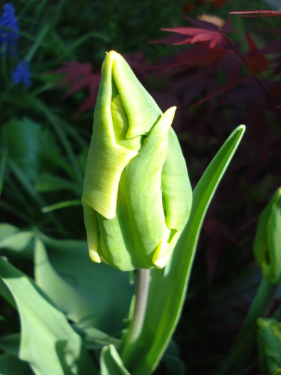 Tulipa Parrot (2010, April 26) - 04 Garden in April