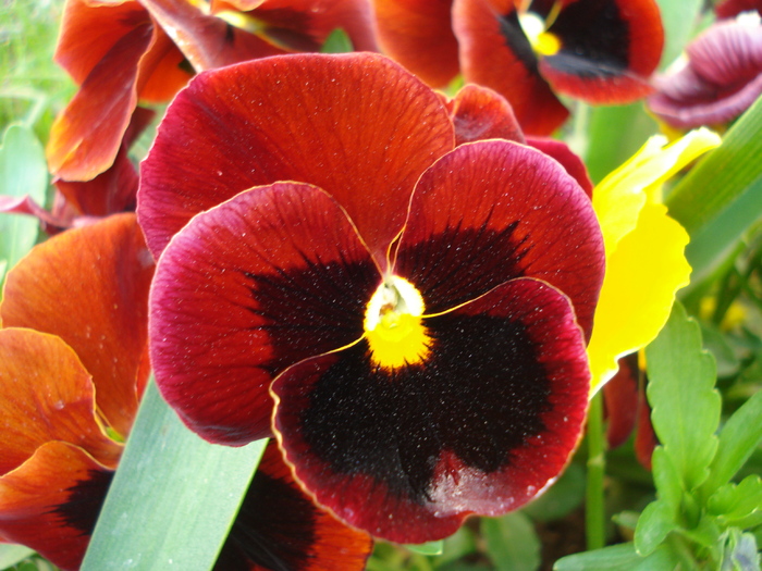 Swiss Giant Red pansy, 29apr2010