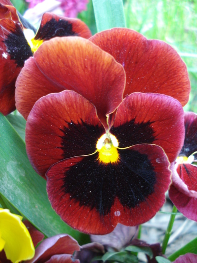 Swiss Giant Red pansy, 29apr2010