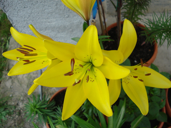 Yellow asiatic lily, 25apr2010