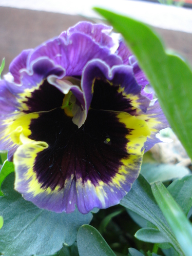Frizzle Sizzle pansy, 01may2010